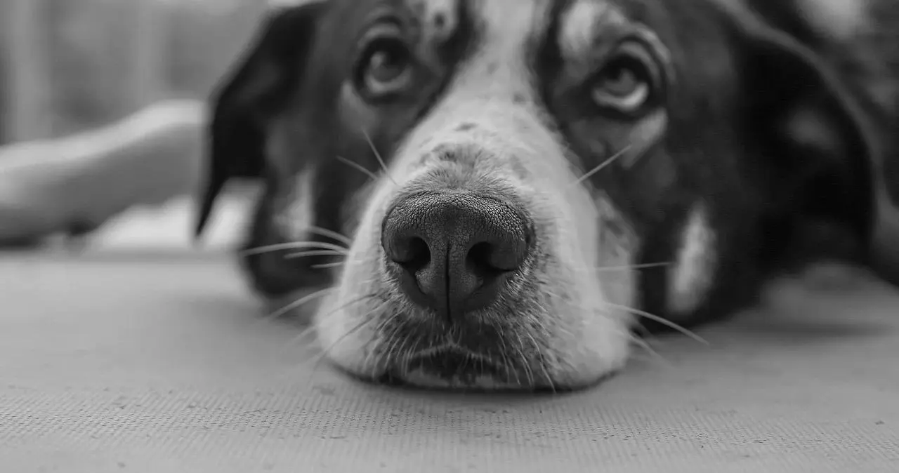 西檬之家k8猫系是什么?探索字母圈中的新潮流 一